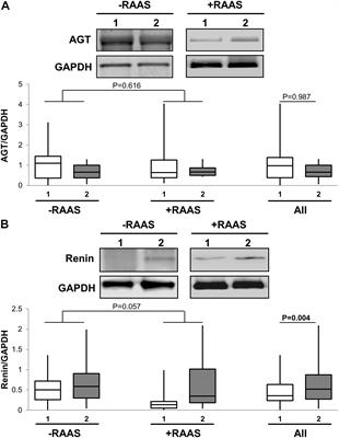 Comparative Expression of Renin-Angiotensin Pathway Proteins in Visceral Versus Subcutaneous Fat